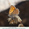 lycaena ochimus talysh female1